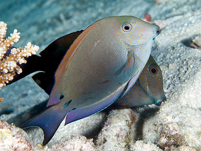  Acanthurus nigrofuscus (Brown Tang)